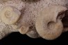 Bloc multi ammonites: Choffatia isaballae, hecticoceras sp., Pseudomelania upper callovian Montreuil-Bellay -FRANCE