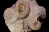 Bloc multi ammonites: Choffatia isaballae, hecticoceras sp., Pseudomelania  callovien   Montreuil Bellay - FRANCE