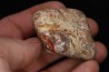 coprolithe de dinosaure - jurassique - Morrison Formation