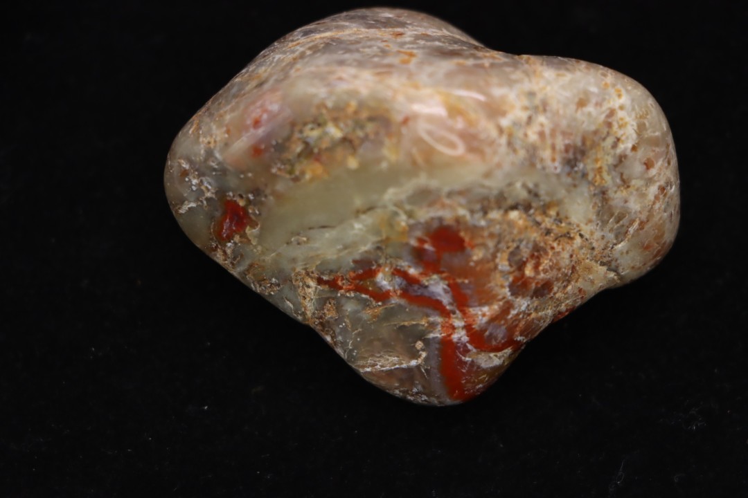dinosaur coprolithe  jurassic  Morrison Formation  Utah - USA