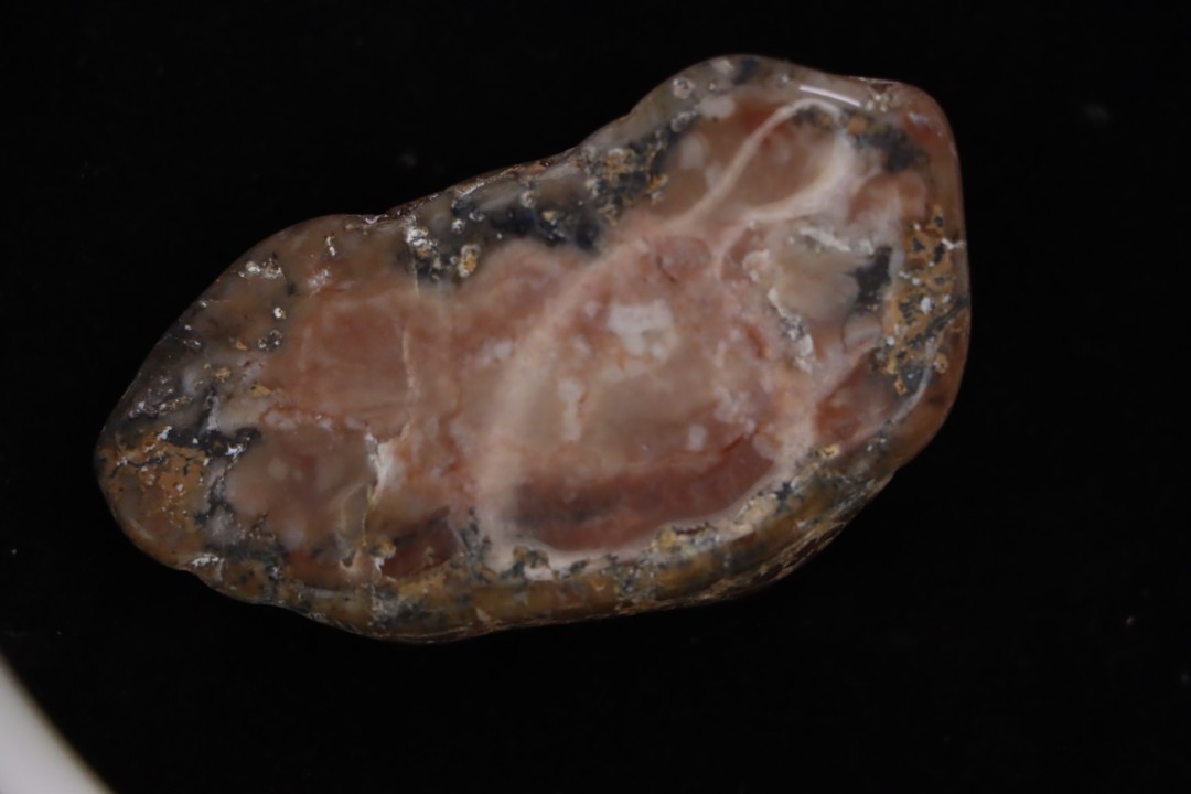 dinosaur coprolithe  jurassic  Morrison Formation  Utah - USA