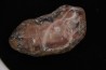 dinosaur coprolithe  jurassic  Morrison Formation  Utah - USA