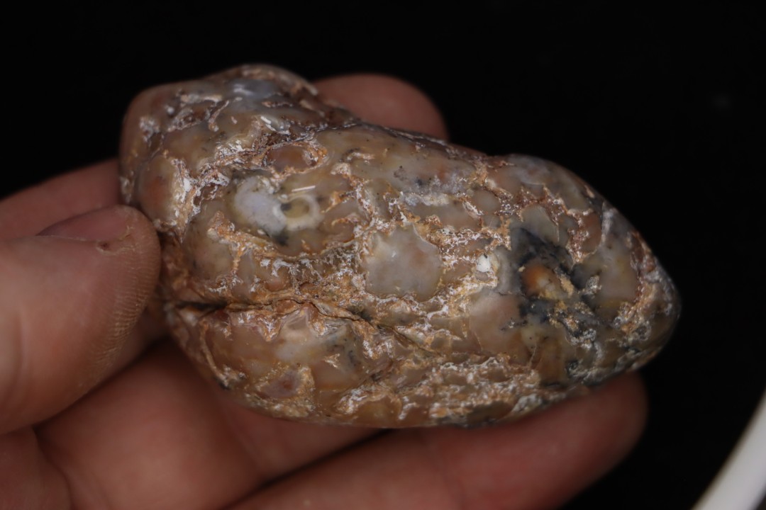 dinosaur coprolithe  jurassic  Morrison Formation  Utah - USA