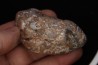 coprolithe de dinosaure - jurassique - Morrison Formation