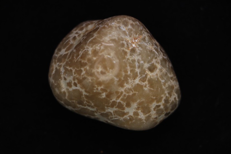 coprolithe de dinosaure - jurassique - Morrison Formation