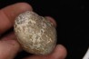 coprolithe de dinosaure - jurassique - Morrison Formation