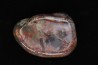 dinosaur coprolithe  jurassic  Morrison Formation  Utah - USA