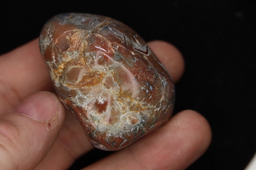 dinosaur coprolithe  jurassic  Morrison Formation  Utah - USA