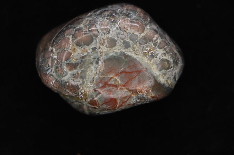 coprolithe de dinosaure - jurassique - Morrison Formation