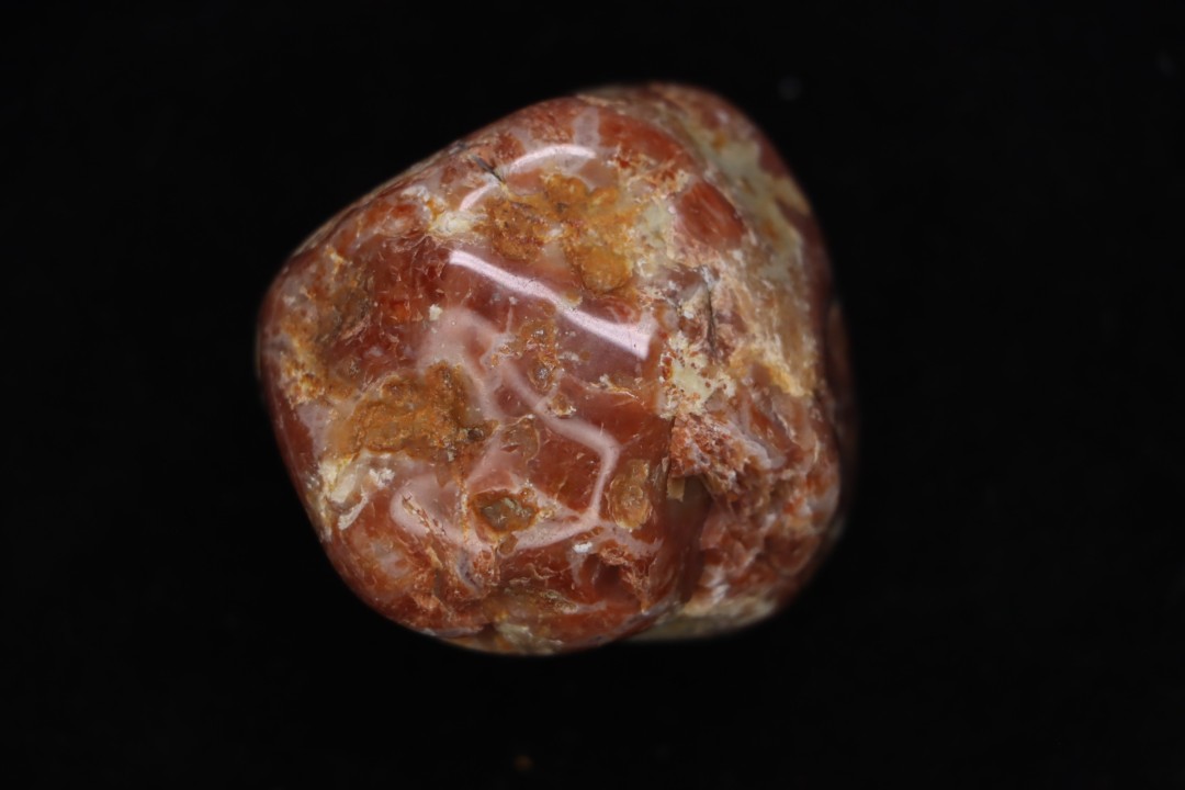 dinosaur coprolithe  jurassic  Morrison Formation  Utah - USA