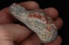 dinosaur coprolithe  jurassic  Morrison Formation  Utah - USA