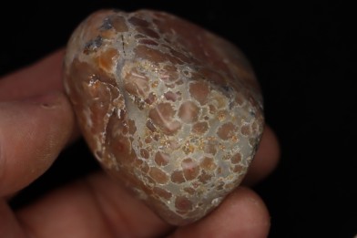 coprolithe de dinosaure - jurassique - Morrison Formation
