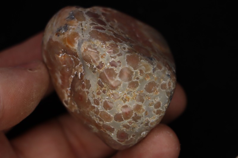 coprolithe de dinosaure - jurassique - Morrison Formation