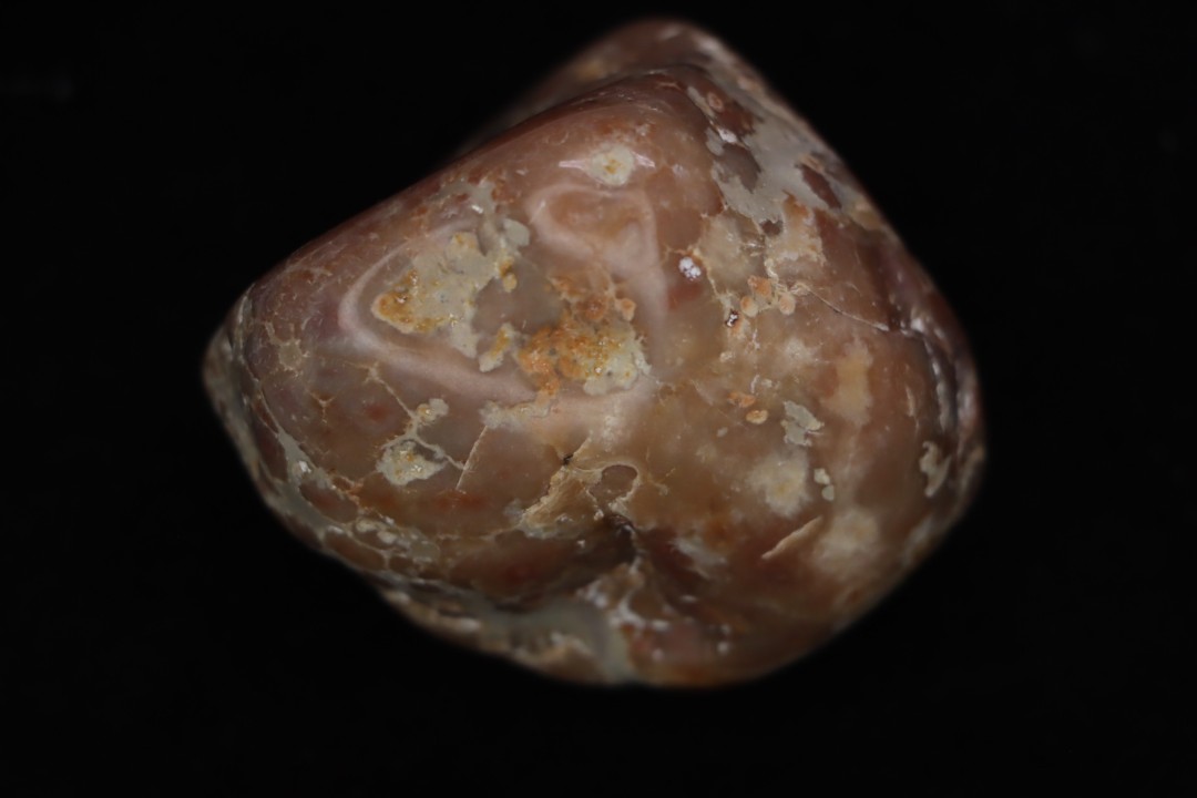 coprolithe de dinosaure - jurassique - Morrison Formation