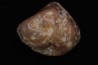 coprolithe de dinosaure - jurassique - Morrison Formation