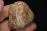 dinosaur coprolithe  jurassic  Morrison Formation  Utah - USA