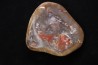dinosaur coprolithe  jurassic  Morrison Formation  Utah - USA