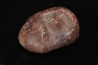coprolithe de dinosaure - jurassique - Morrison Formation
