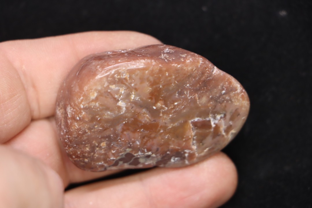 coprolithe de dinosaure - jurassique - Morrison Formation