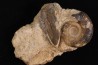 Procerites Siemiradzkia aurigenus (Oppel, 1857) associé a du bois fossile bathonien Saint Benin d'azy, 58 - FRANCE