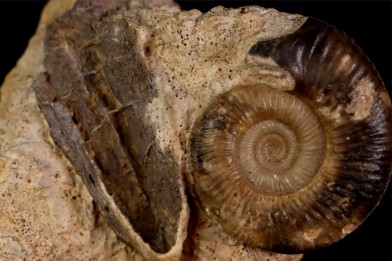 Procerites Siemiradzkia aurigenus (Oppel, 1857) associé a du bois fossile bathonien Saint Benin d'azy, 58 - FRANCE