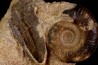 Procerites Siemiradzkia aurigenus (Oppel, 1857)  with wood  bathonian   Saint Benin d'azy, 58 - FRANCE