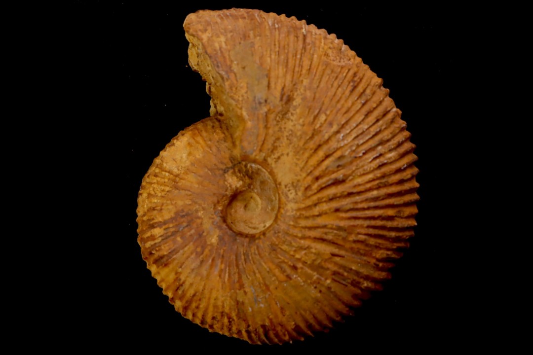 Macrocephalites uetzinguensis  (Greif 1914)  callovien Vosges - 88 - FRANCE