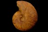 Macrocephalites uetzinguensis  (Greif 1914)  callovien Vosges - 88 - FRANCE