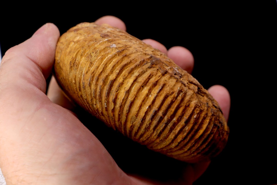 Macrocephalites uetzinguensis  (Greif 1914)  callovien Vosges - 88 - FRANCE