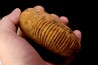 Macrocephalites uetzinguensis  (Greif 1914)  callovien Vosges - 88 - FRANCE
