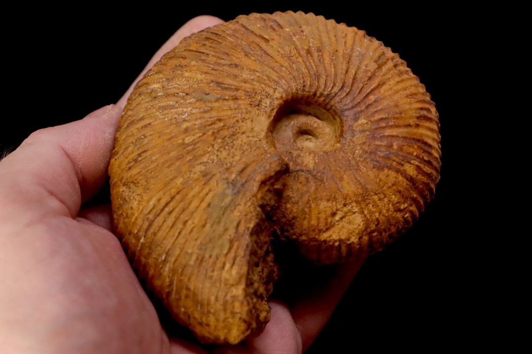 Macrocephalites uetzinguensis  (Greif 1914)  callovien Vosges - 88 - FRANCE