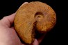 Macrocephalites uetzinguensis  (Greif 1914)  callovien Vosges - 88 - FRANCE