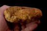 Macrocephalites uetzinguensis  (Greif 1914)  callovien Vosges - 88 - FRANCE