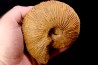 Macrocephalites uetzinguensis  (Greif 1914)  callovien Vosges - 88 - FRANCE