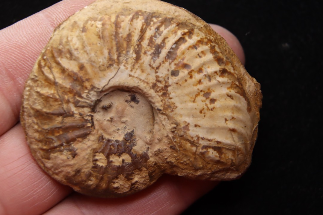 Gruneria gr. gruneri (Dumortier, 1874) Toarcien sup.  région de Charlieu, Loire - FRANCE
