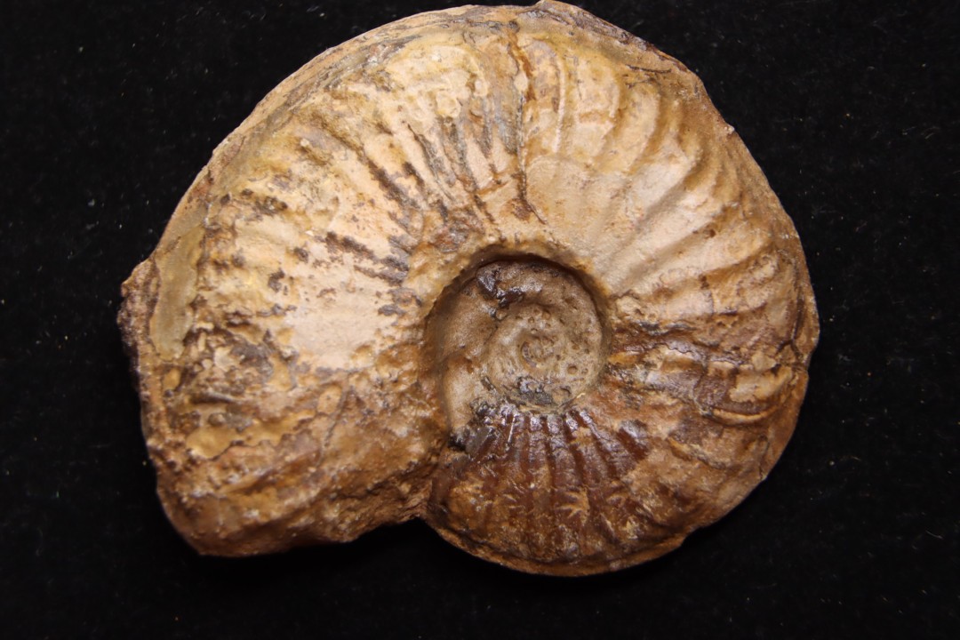 Gruneria gr. gruneri (Dumortier, 1874) Toarcien sup.  région de Charlieu, Loire - FRANCE
