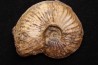 Gruneria gr. gruneri (Dumortier, 1874) Toarcien sup.  région de Charlieu, Loire - FRANCEnais