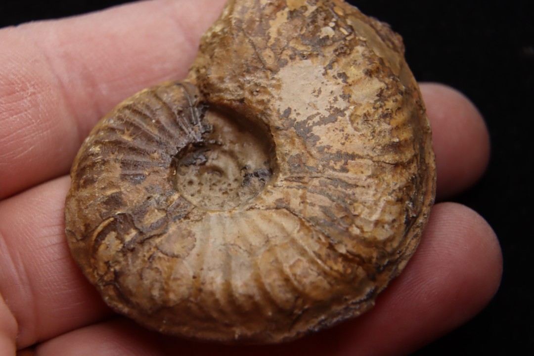 Gruneria gr. gruneri (Dumortier, 1874) Toarcien sup.  région de Charlieu, Loire - FRANCEnais