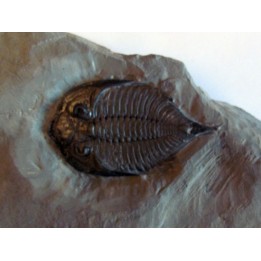 DALMANITES LIMURUS (4)