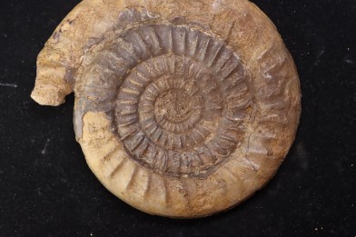 Paltechioceras boehmi (Hug) - upper Sinemurian - Pont-Saint-Vincent, 54 - FRANCE