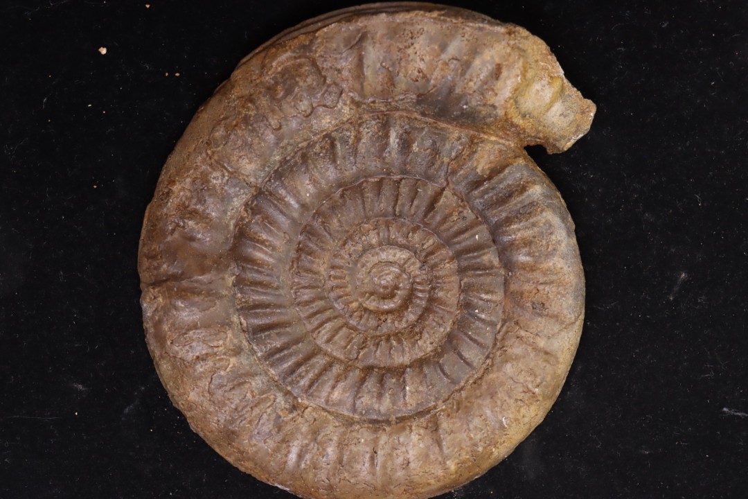 Paltechioceras boehmi - Sinemurien supérieur - Pont-Saint-Vincent, 54 - FRANCE