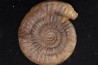 Paltechioceras boehmi (Hug) - upper Sinemurian - Pont-Saint-Vincent, 54 - FRANCE