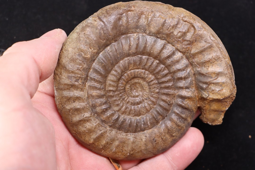 Paltechioceras boehmi (Hug) - upper Sinemurian - Pont-Saint-Vincent, 54 - FRANCE