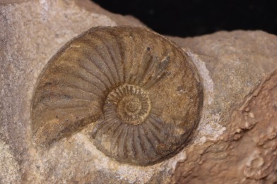 Asteroceras stellare Sinemurien supérieur Cerville, 54 - FRANCE