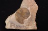 Asteroceras stellare Sinemurien supérieur Cerville, 54 - FRANCE