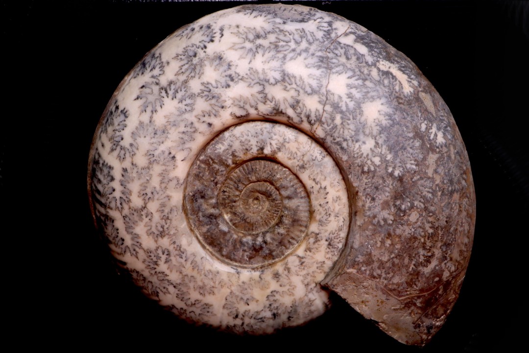 Hammatoceras Speciosum - Toarcien - Roanne - FRANCE