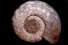 Hammatoceras Speciosum - Toarcien - Roanne - FRANCE