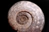 Hammatoceras Speciosum - Toarcien - Roanne - FRANCE