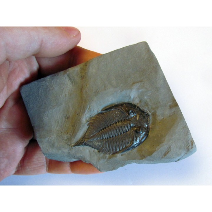 DALMANITES LIMURUS (4)