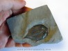 DALMANITES LIMURUS (4)